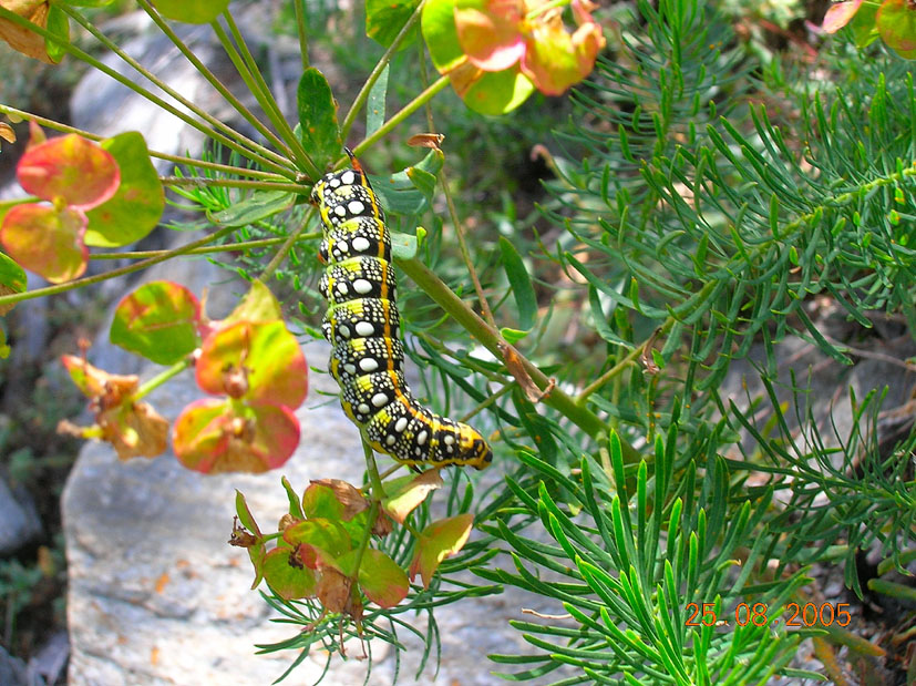 bruchi di Hyles euphorbiae